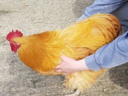 Handling poultry 1