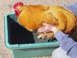 Handling poultry 3