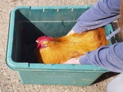 Handling poultry 4